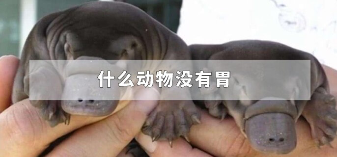 什么动物没有胃
