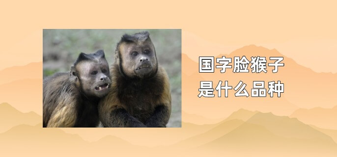 国字脸猴子是什么品种