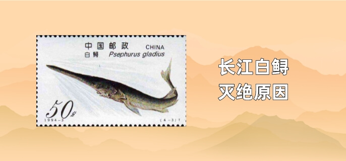 长江白鲟灭绝原因