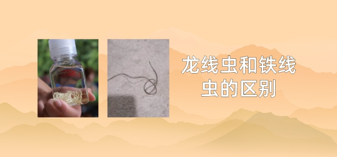 龙线虫和铁线虫的区别