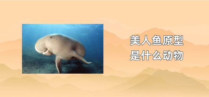 美人鱼原型是什么动物