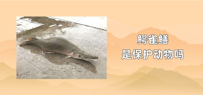 鳄雀鳝是保护动物吗