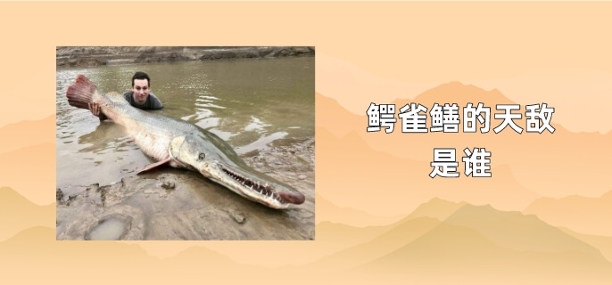 鳄雀鳝的天敌是谁