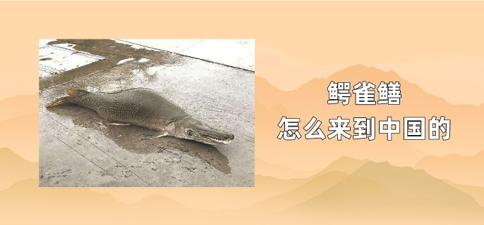 鳄雀鳝怎么来到中国的