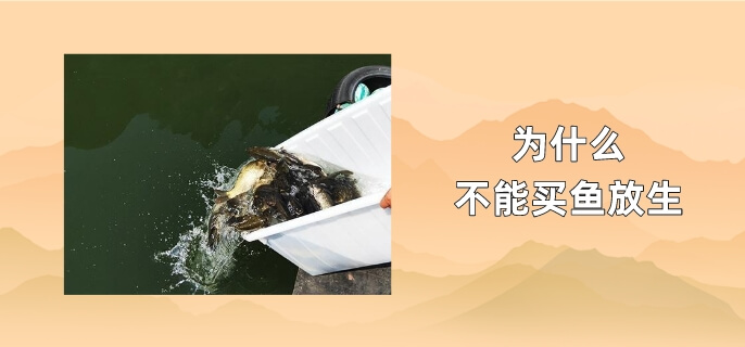 为什么不能买鱼放生