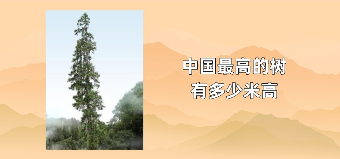 中国最高的树有多少米高