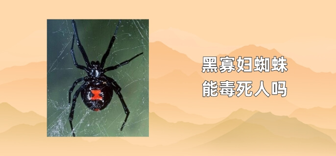 黑寡妇蜘蛛能毒死人吗