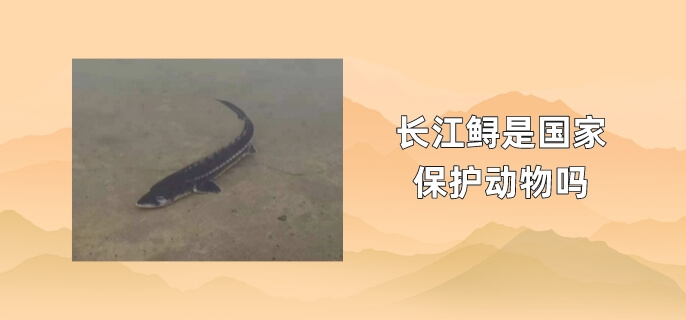 长江鲟是国家保护动物吗